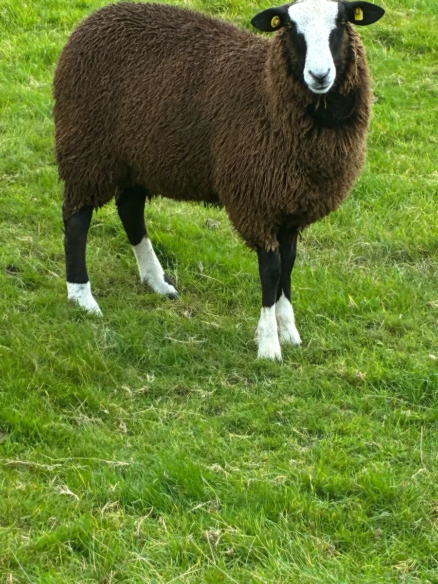 Zwartble Rams - Image 1