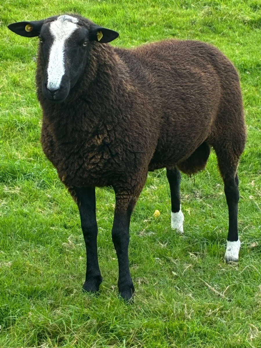Zwartble Rams - Image 2