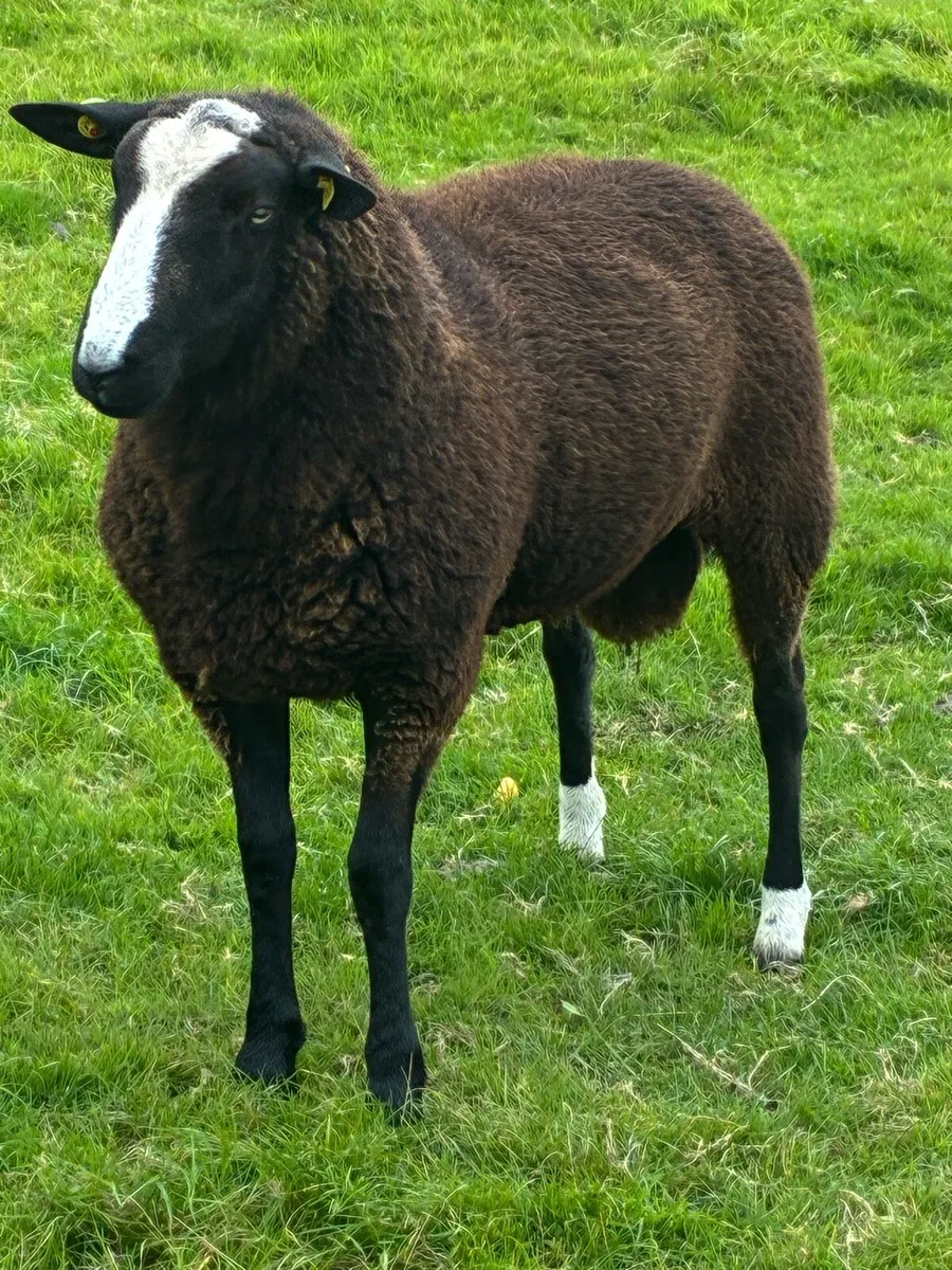 Zwartble Rams - Image 3