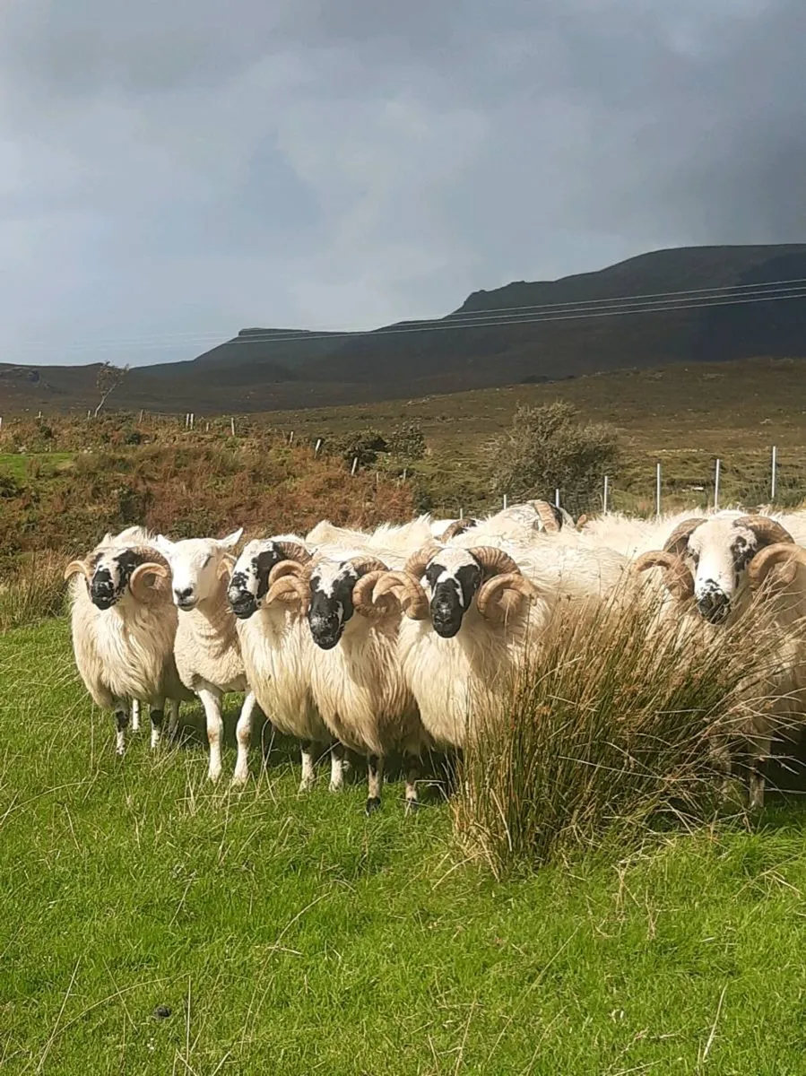 ***Hill Rams*** - Image 2