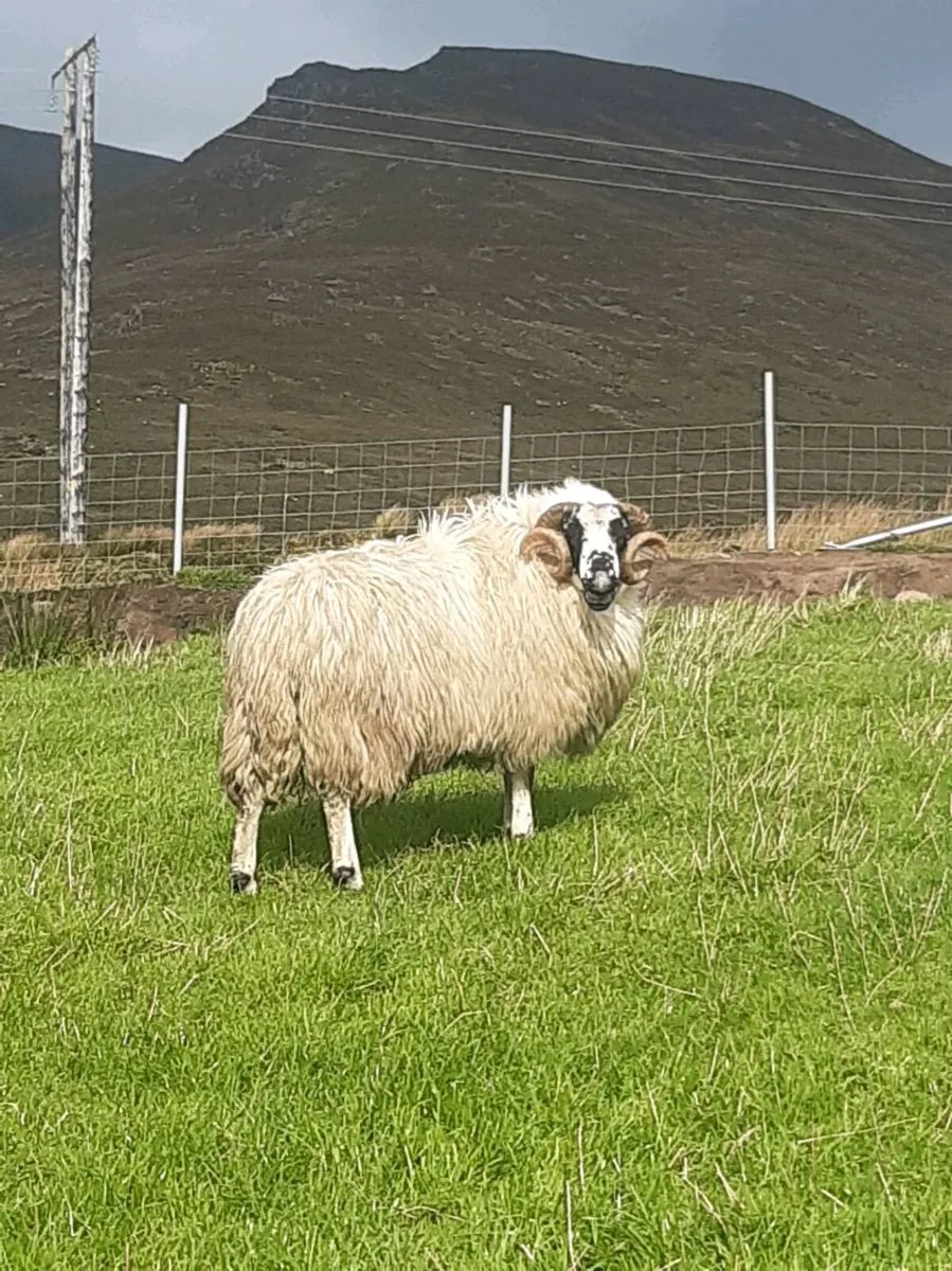 ***Hill Rams*** - Image 4