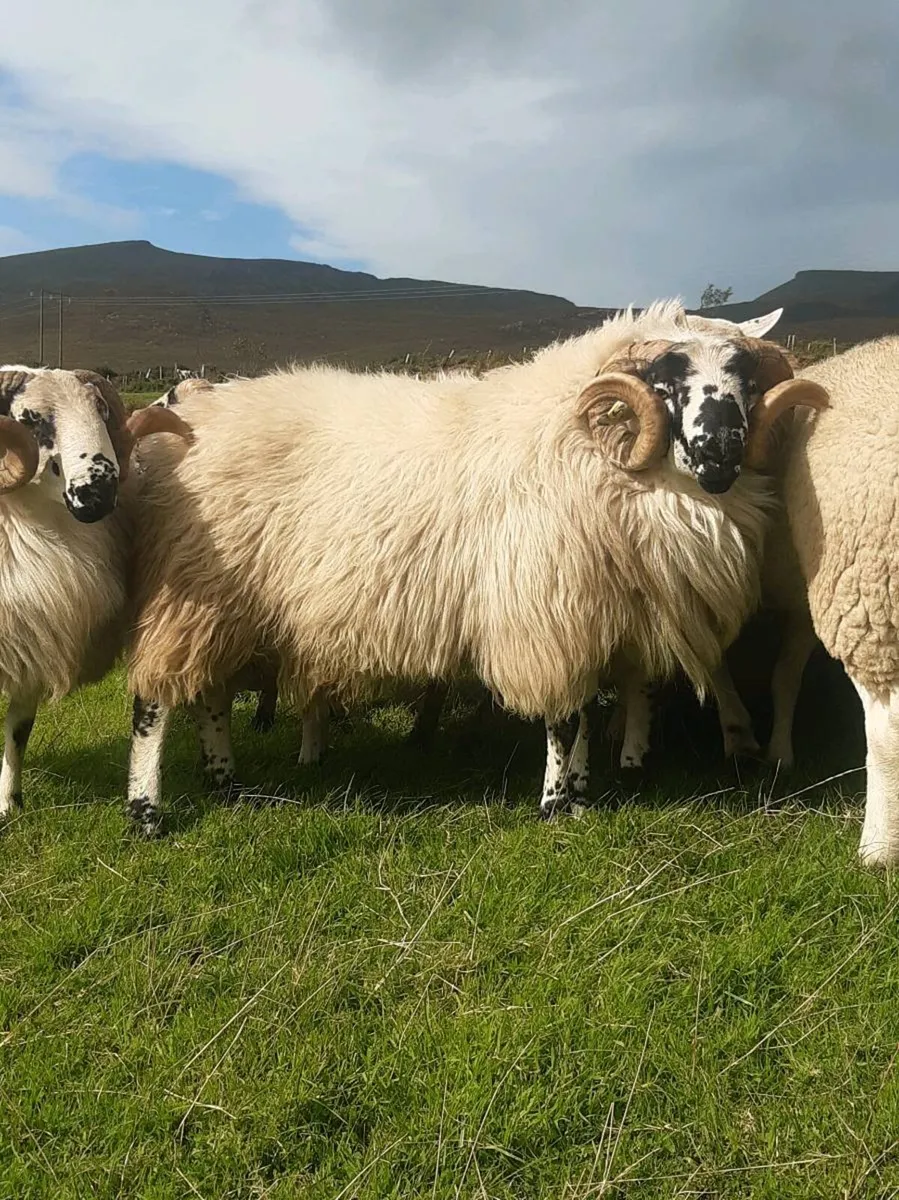 ***Hill Rams*** - Image 3