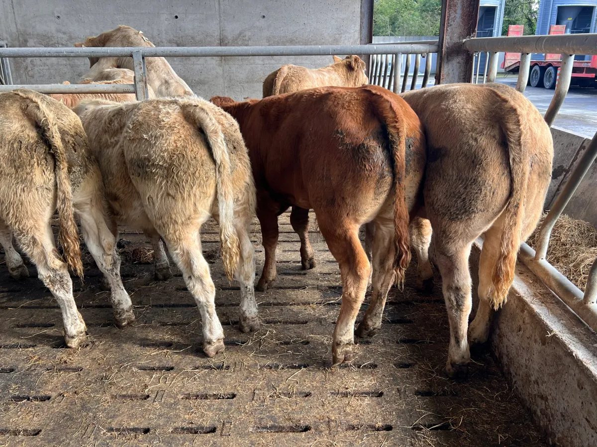 01/10/26 • 5 Continental Bullocks - Image 4