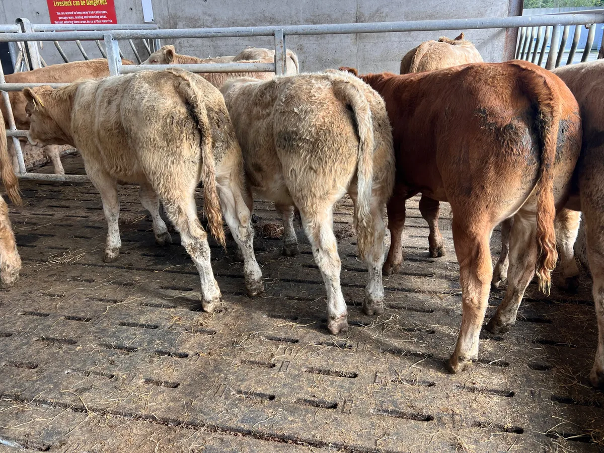 01/10/26 • 5 Continental Bullocks - Image 3