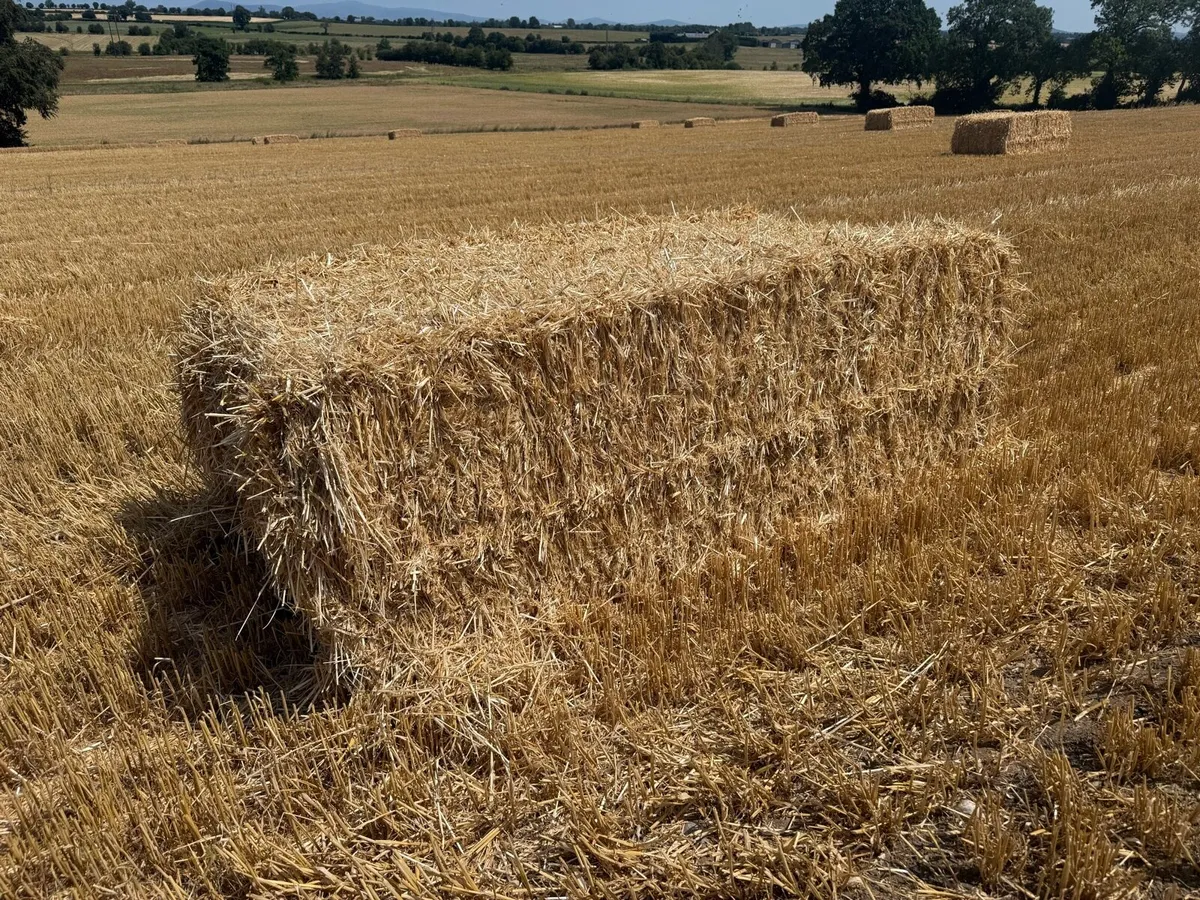 Barely & wheat straw chopped