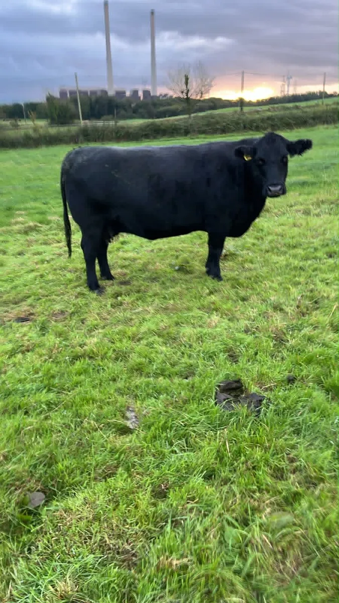 PBR Angus cow & bull calf - Image 2