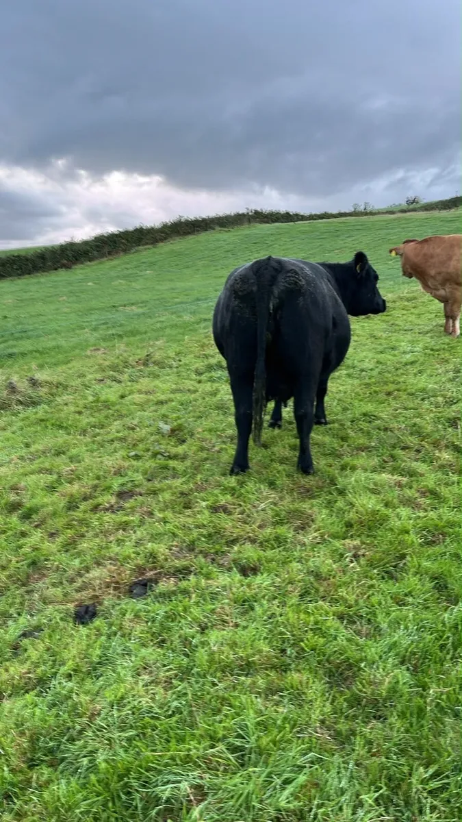 PBR Angus cow & bull calf - Image 3