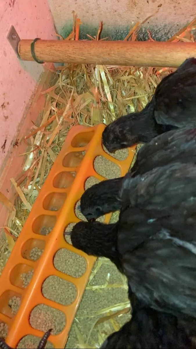 Ayam Cemani Pairs - Image 1