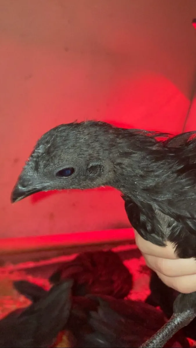 Ayam Cemani Pairs - Image 3