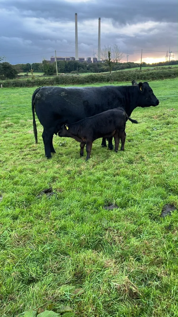 PBR Angus cow & bull calf - Image 1