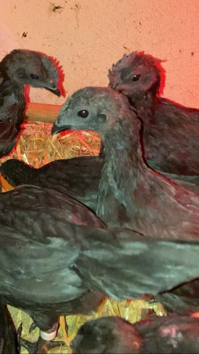 Ayam Cemani Pairs - Image 4