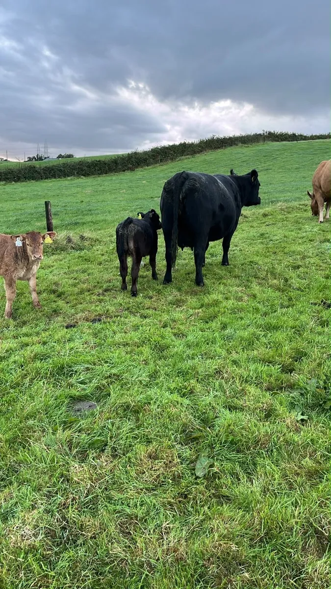 PBR Angus cow & bull calf - Image 4