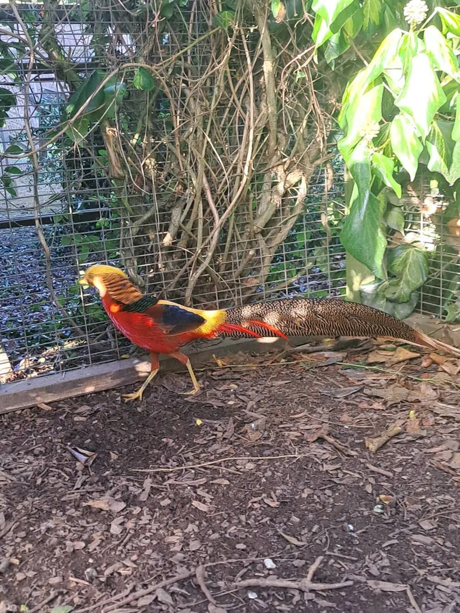 Red Golden Pheasants / karki campbell ducks - Image 1
