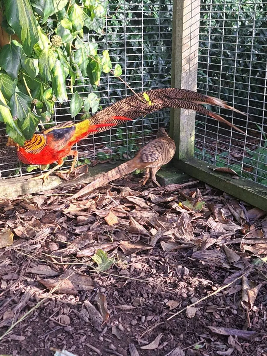 Red Golden Pheasants / karki campbell ducks - Image 2