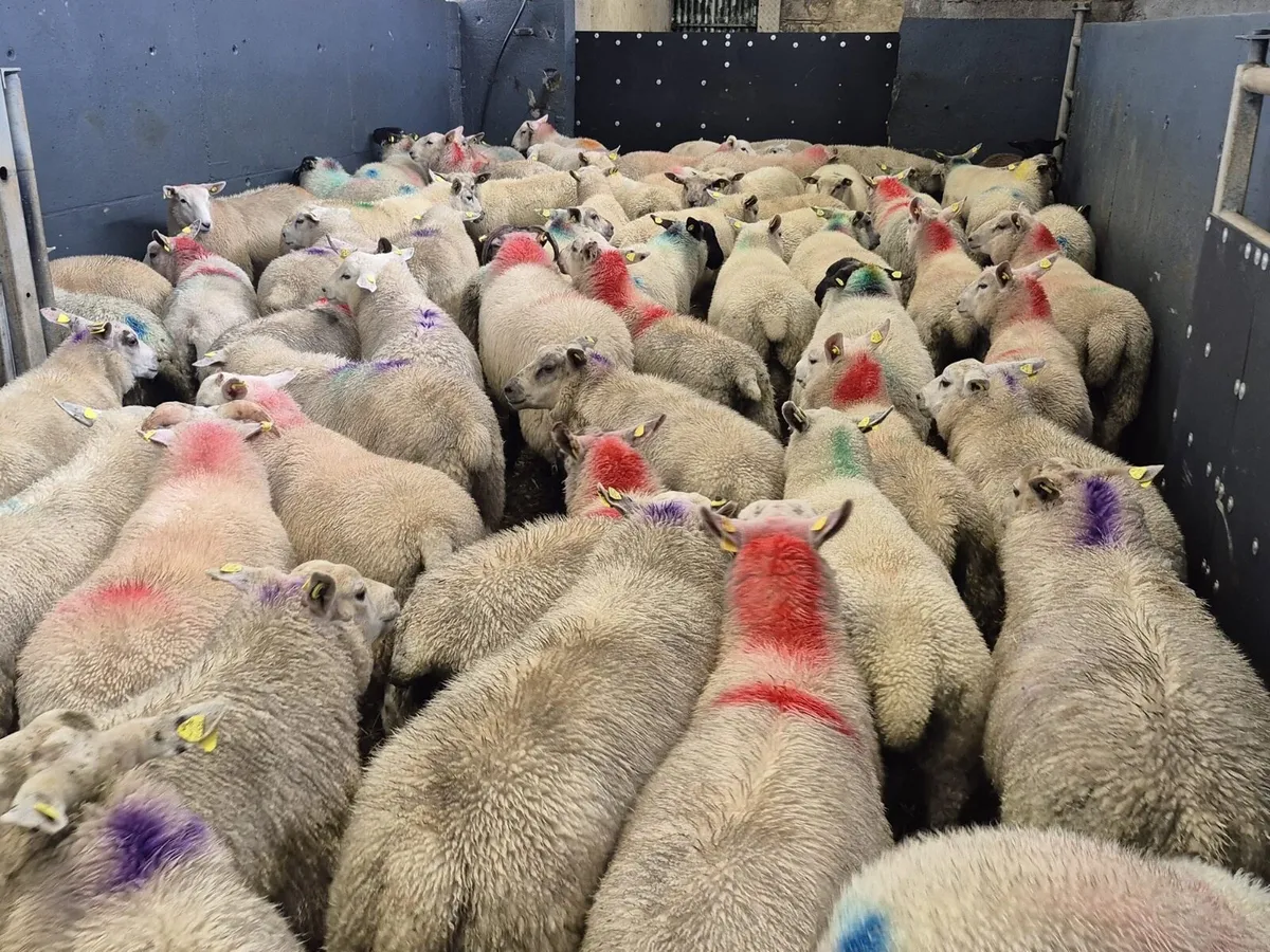 80 Ram Lambs 42kgs - Image 2