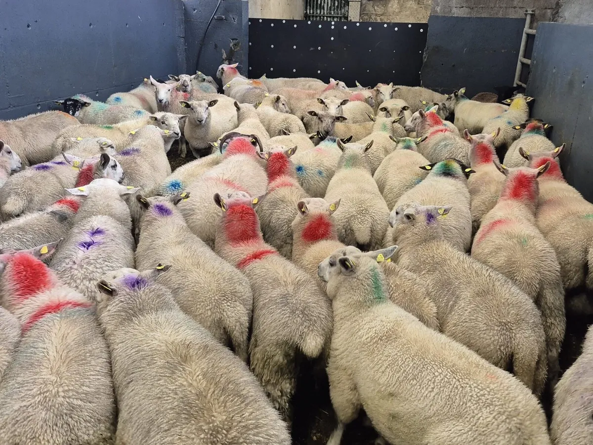 80 Ram Lambs 42kgs - Image 3
