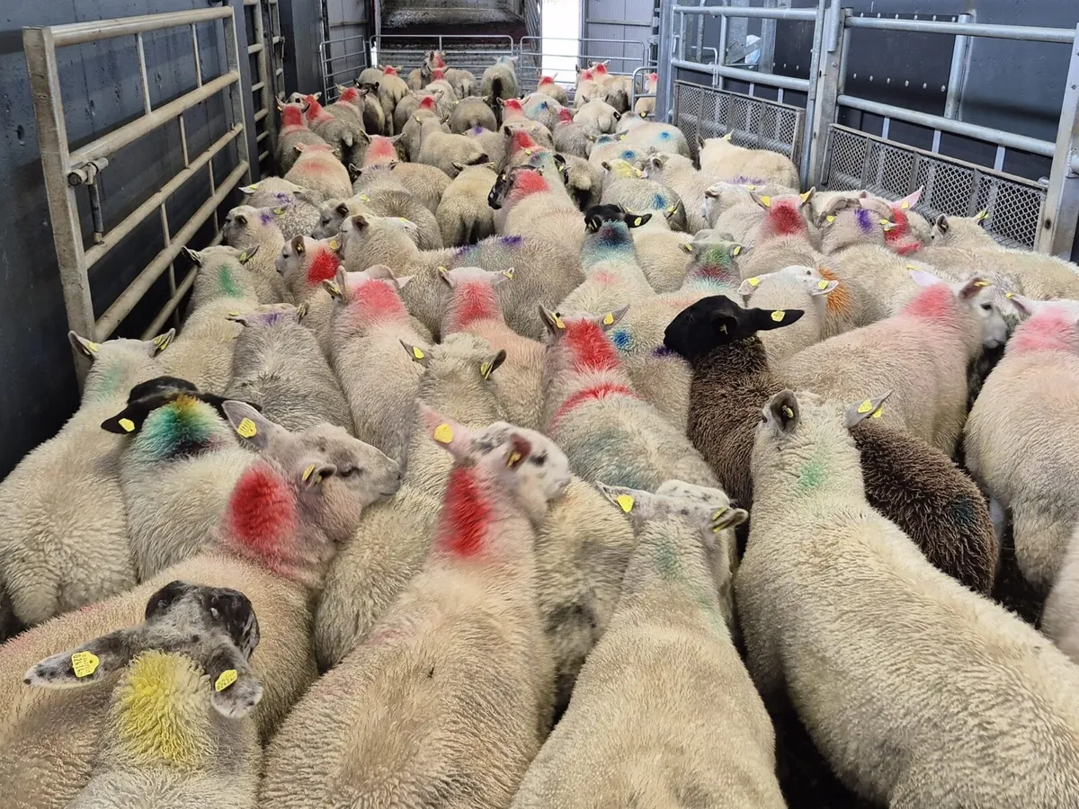 80 Ram Lambs 42kgs - Image 4