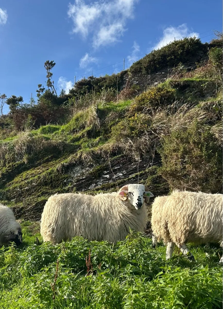 Sheep - Image 3