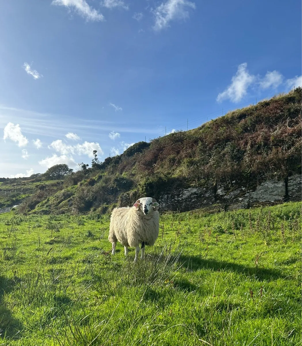 Sheep - Image 1