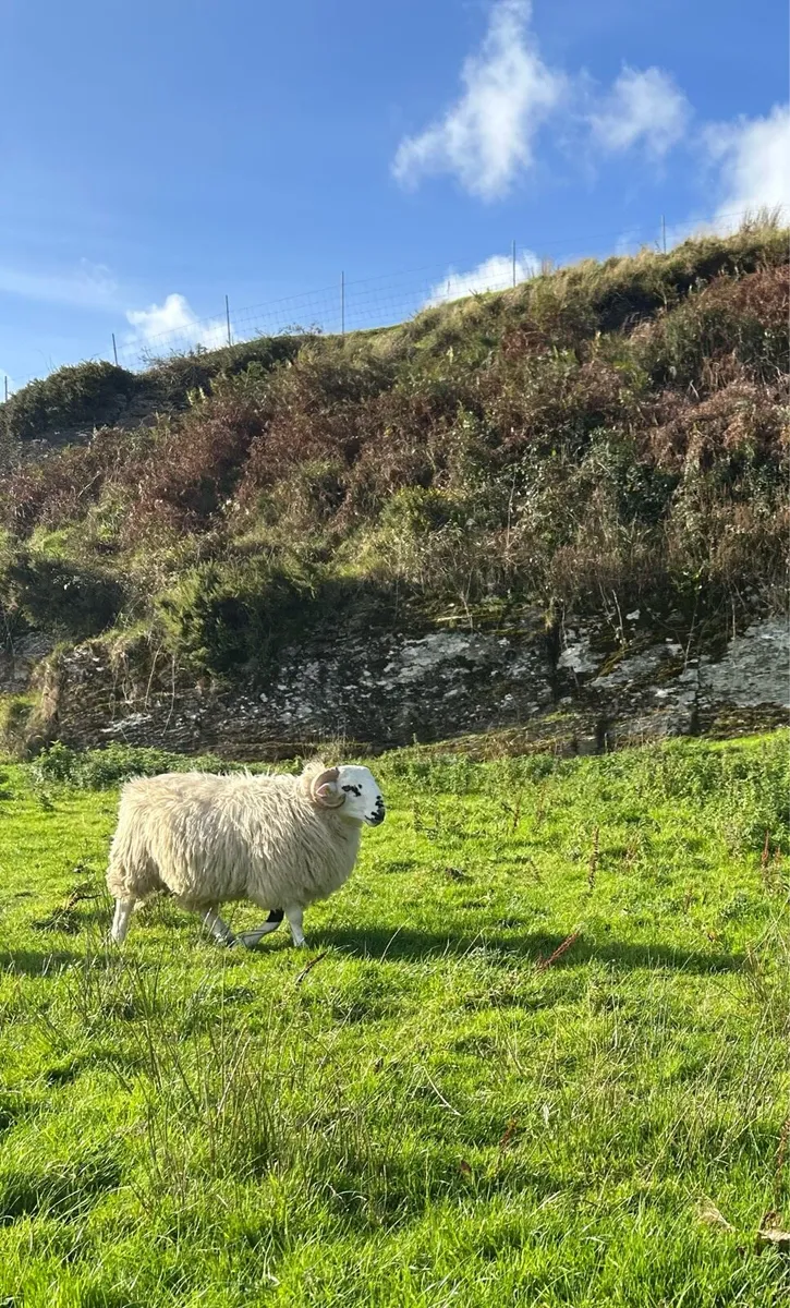 Sheep - Image 2