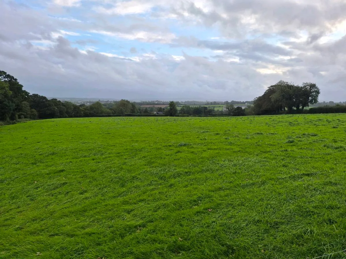 Growing Silage - Image 1