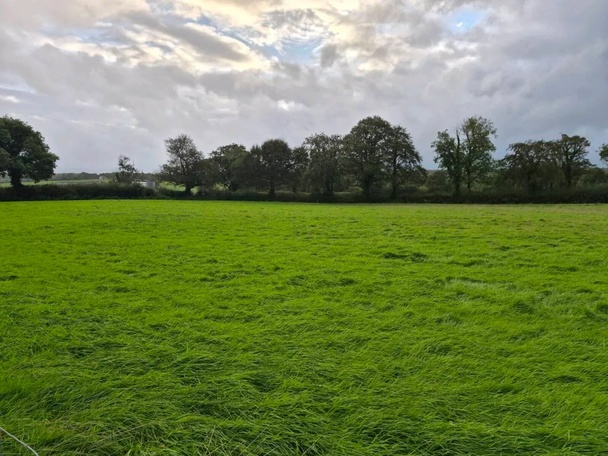 Growing Silage - Image 2