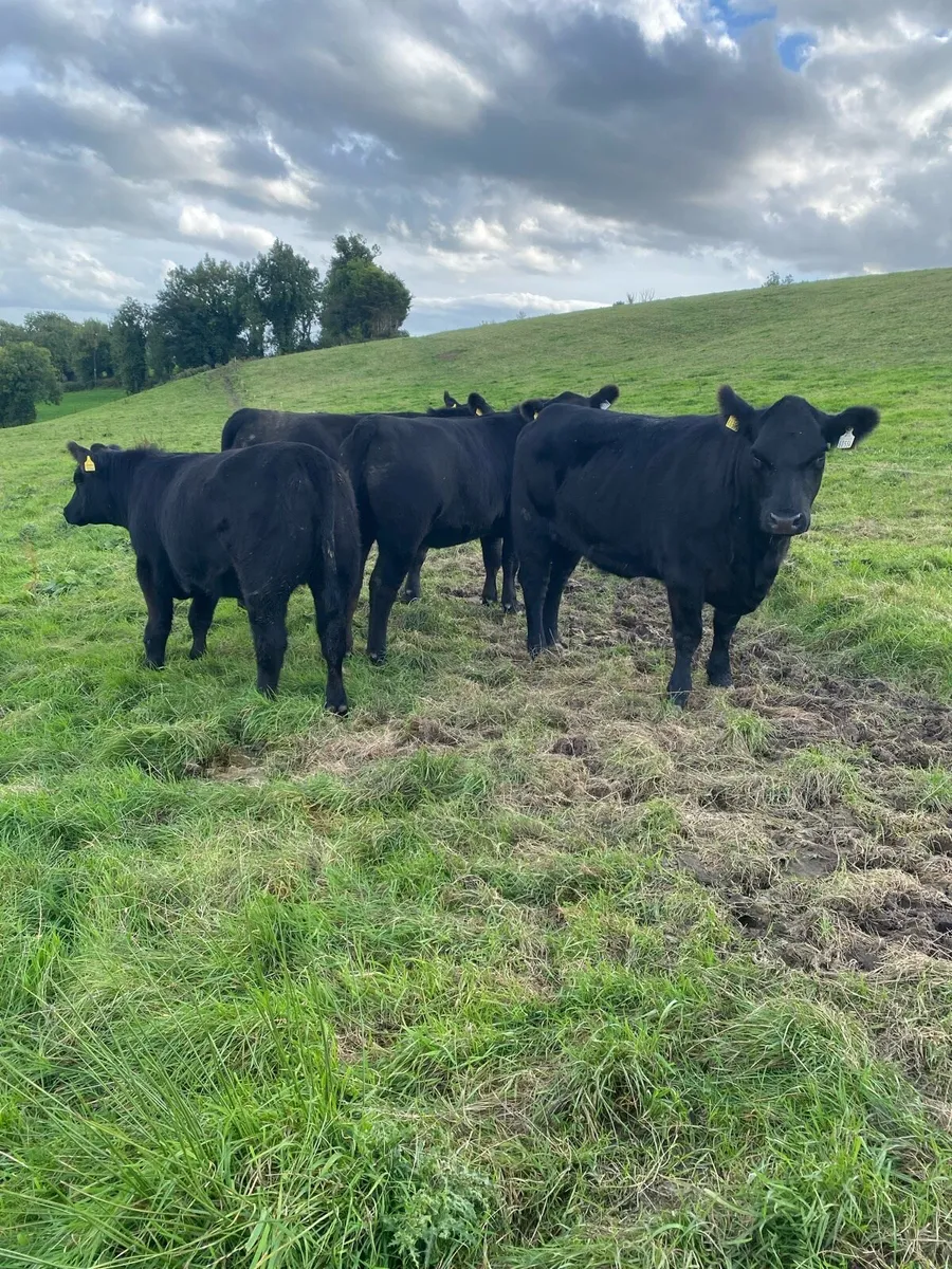 Pedigree Angus heifers - Image 1