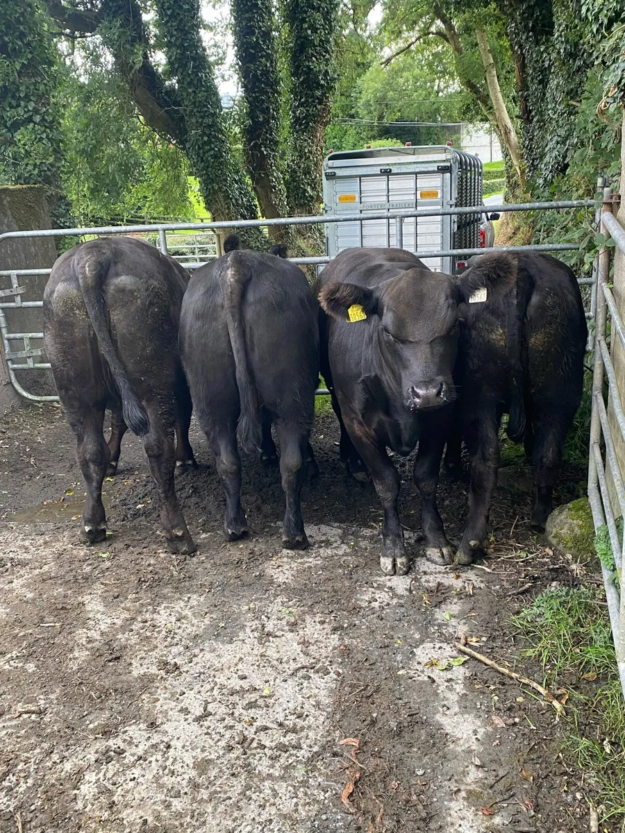 Pedigree Angus heifers - Image 2