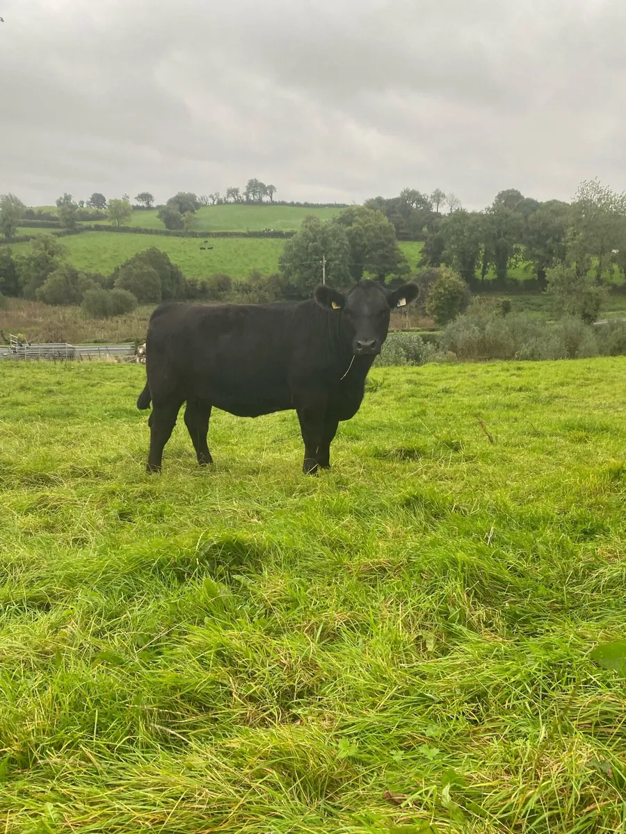 Pedigree Angus heifers - Image 3