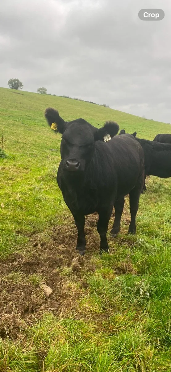 Pedigree Angus heifers - Image 4