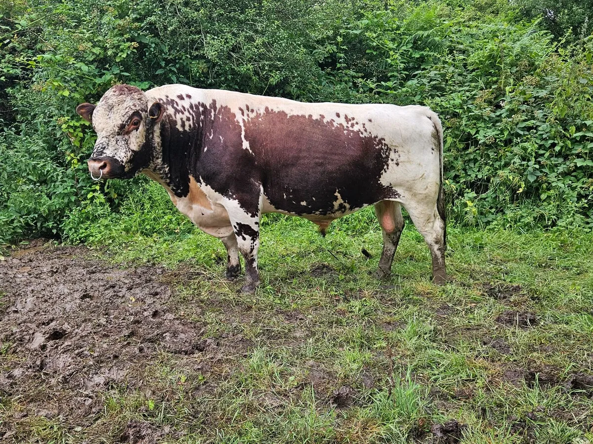 Irish moiled cattle - Image 3