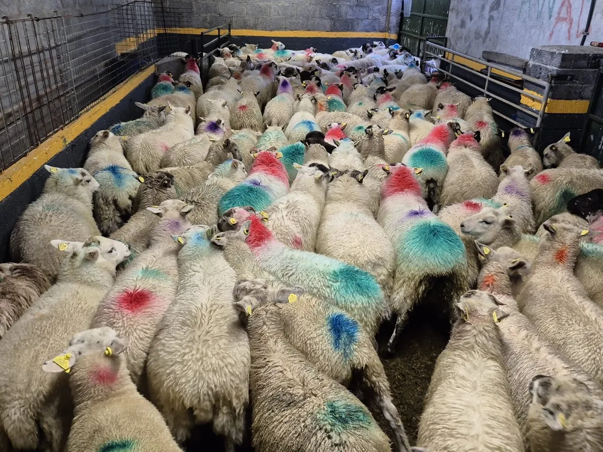 130 Ewe Lambs 27kgs - Image 4