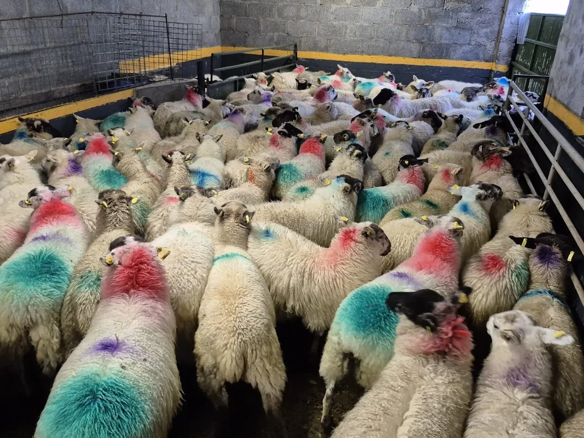 130 Ewe Lambs 27kgs - Image 2