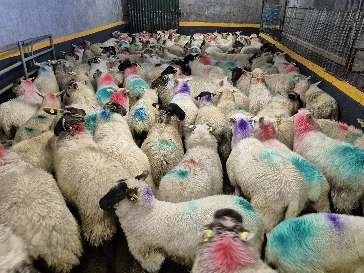 130 Ewe Lambs 27kgs - Image 3