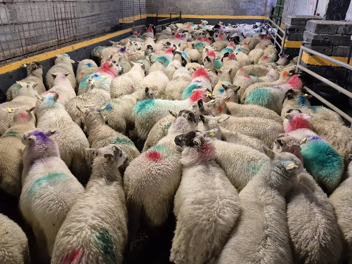 130 Ewe Lambs 27kgs - Image 1