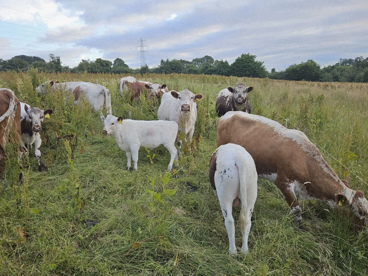 Irish moiled cattle - Image 4