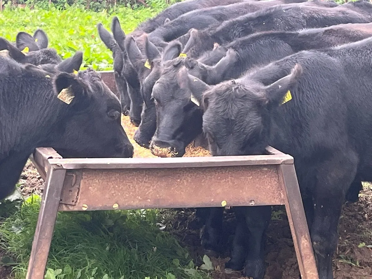 Bull Weanlings - Image 1