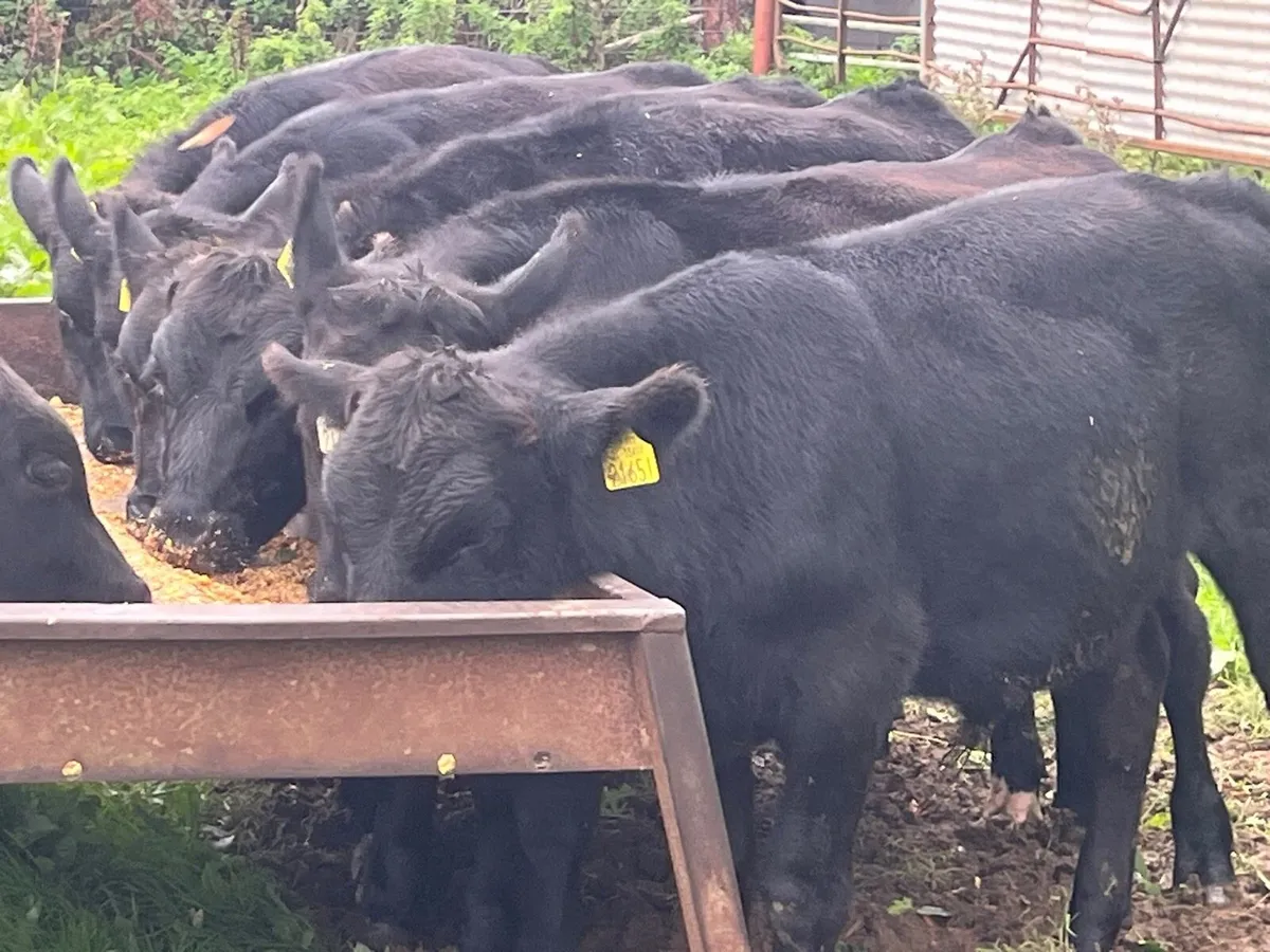 Bull Weanlings - Image 2