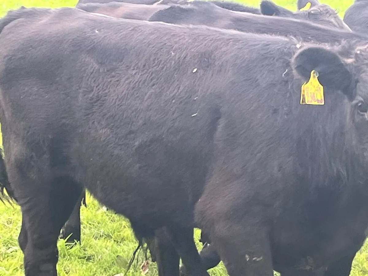 Bull Weanlings - Image 3