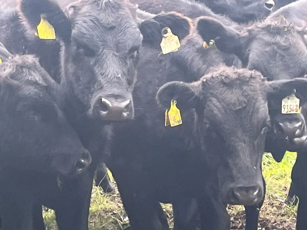 Bull Weanlings - Image 4