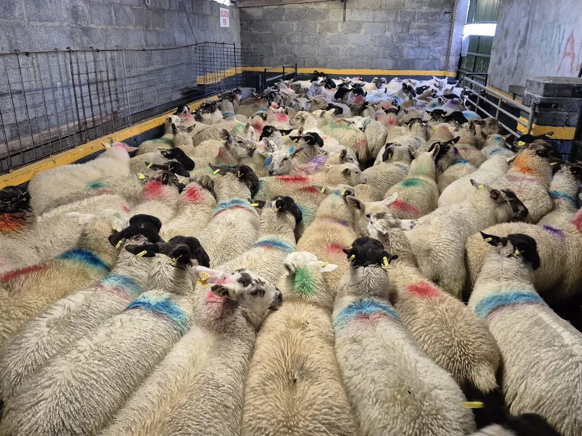 140 Ewe Lambs 38kgs - Image 1