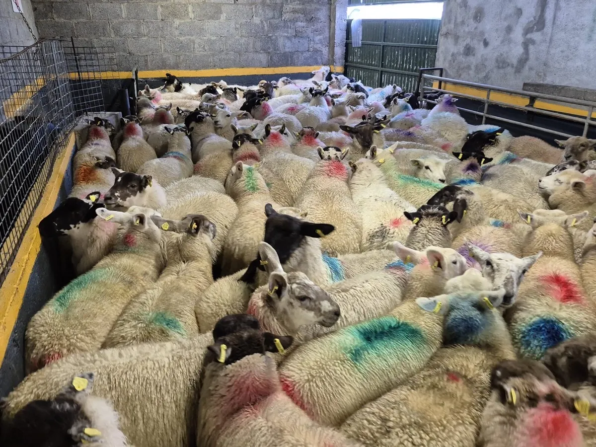 140 Ewe Lambs 38kgs - Image 4