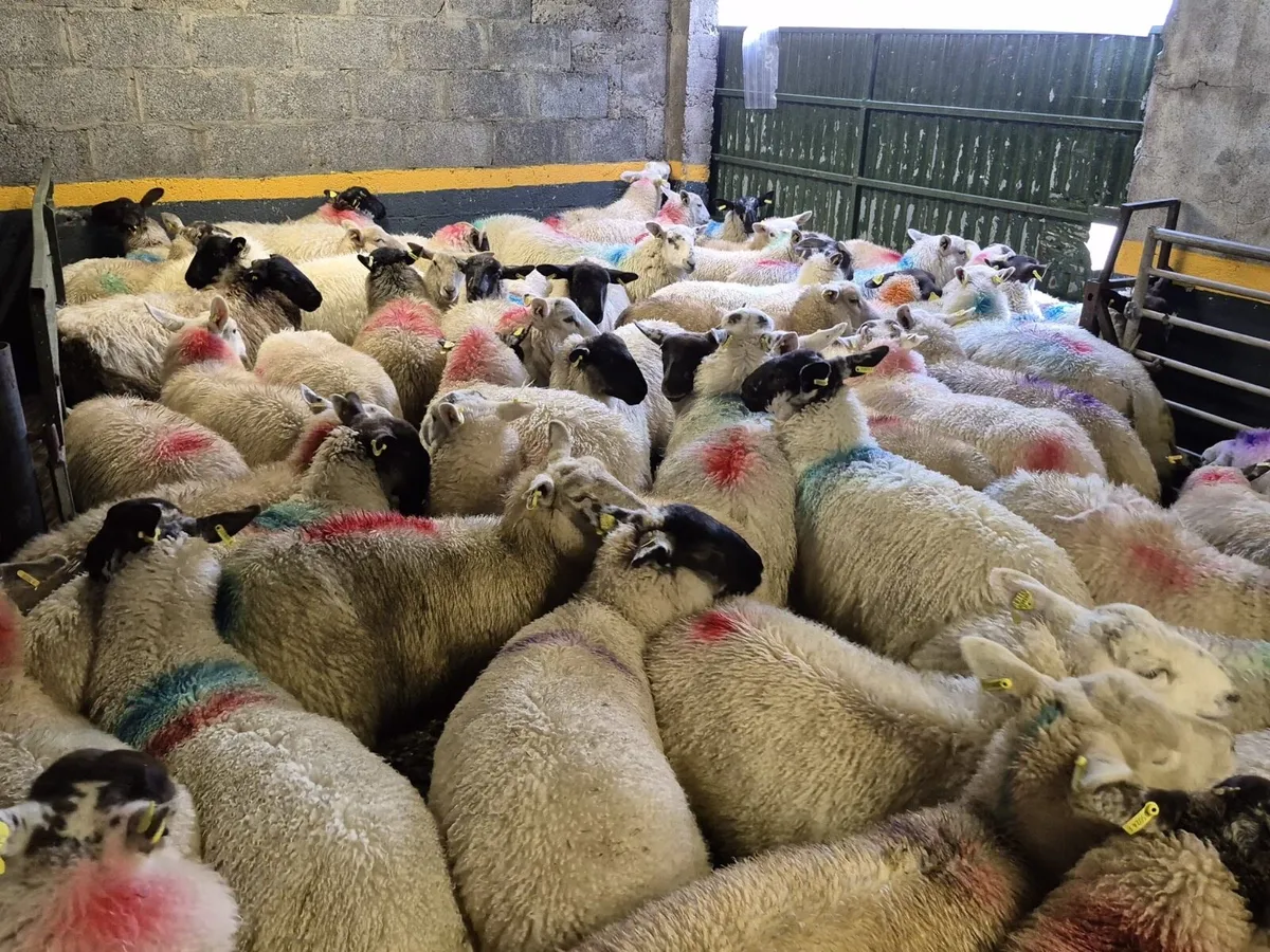 140 Ewe Lambs 38kgs - Image 2
