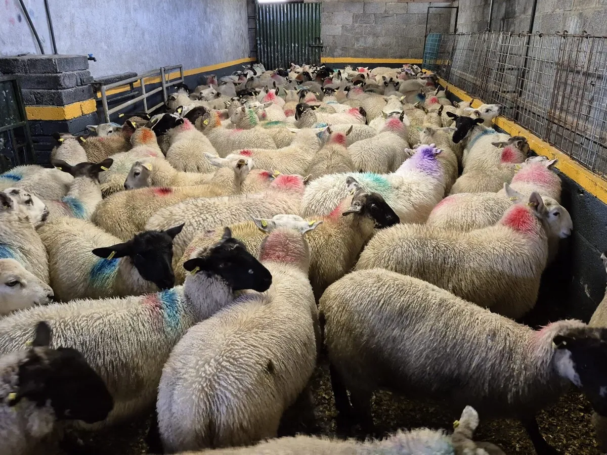 140 Ewe Lambs 38kgs - Image 3