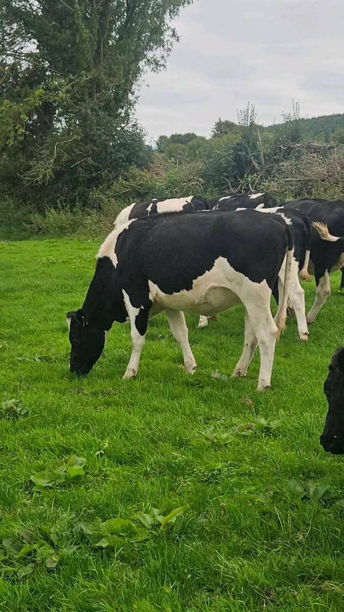 Br friesian heifers - Image 1