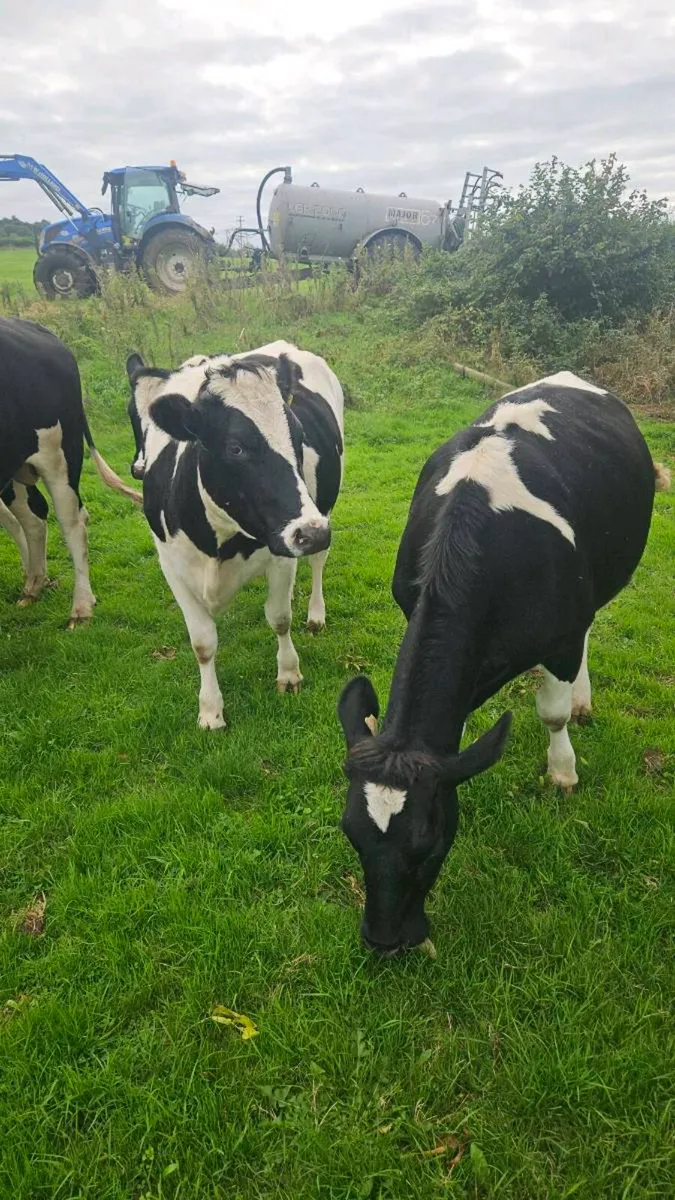 Br friesian heifers - Image 2
