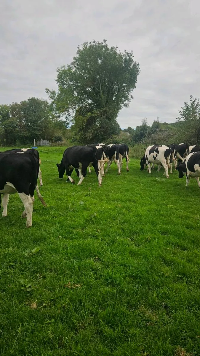 Br friesian heifers - Image 3