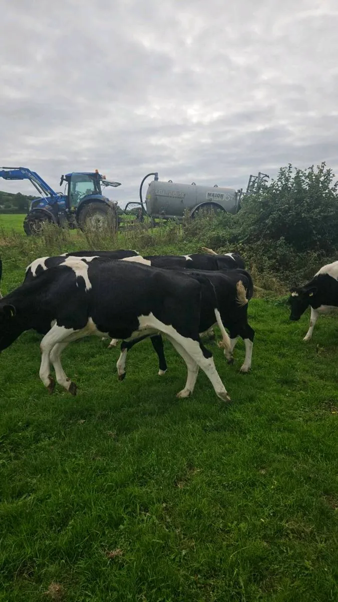 Br friesian heifers - Image 4