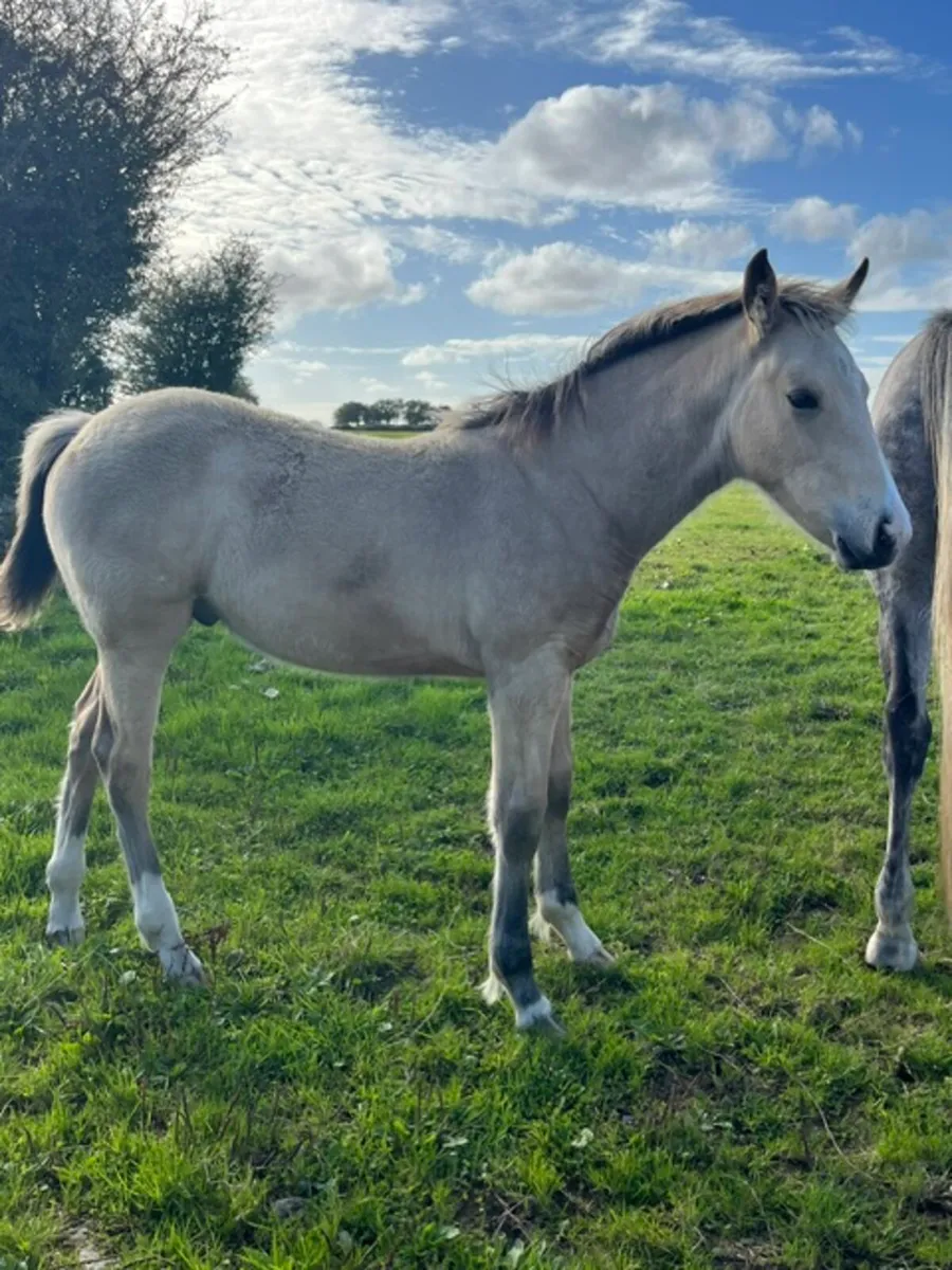 Cob X  Colt - Image 1