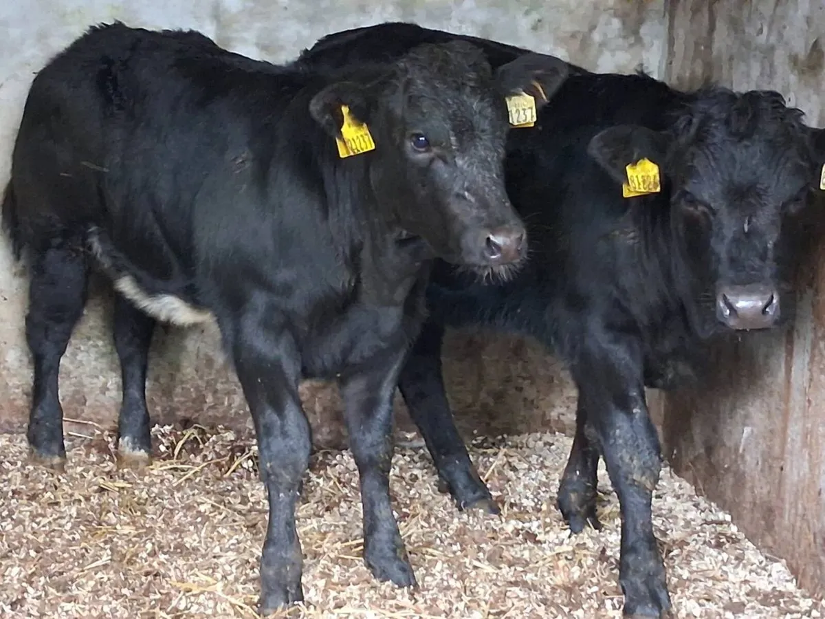 4⭐️ Show Quality Limousin Heifers - Image 2